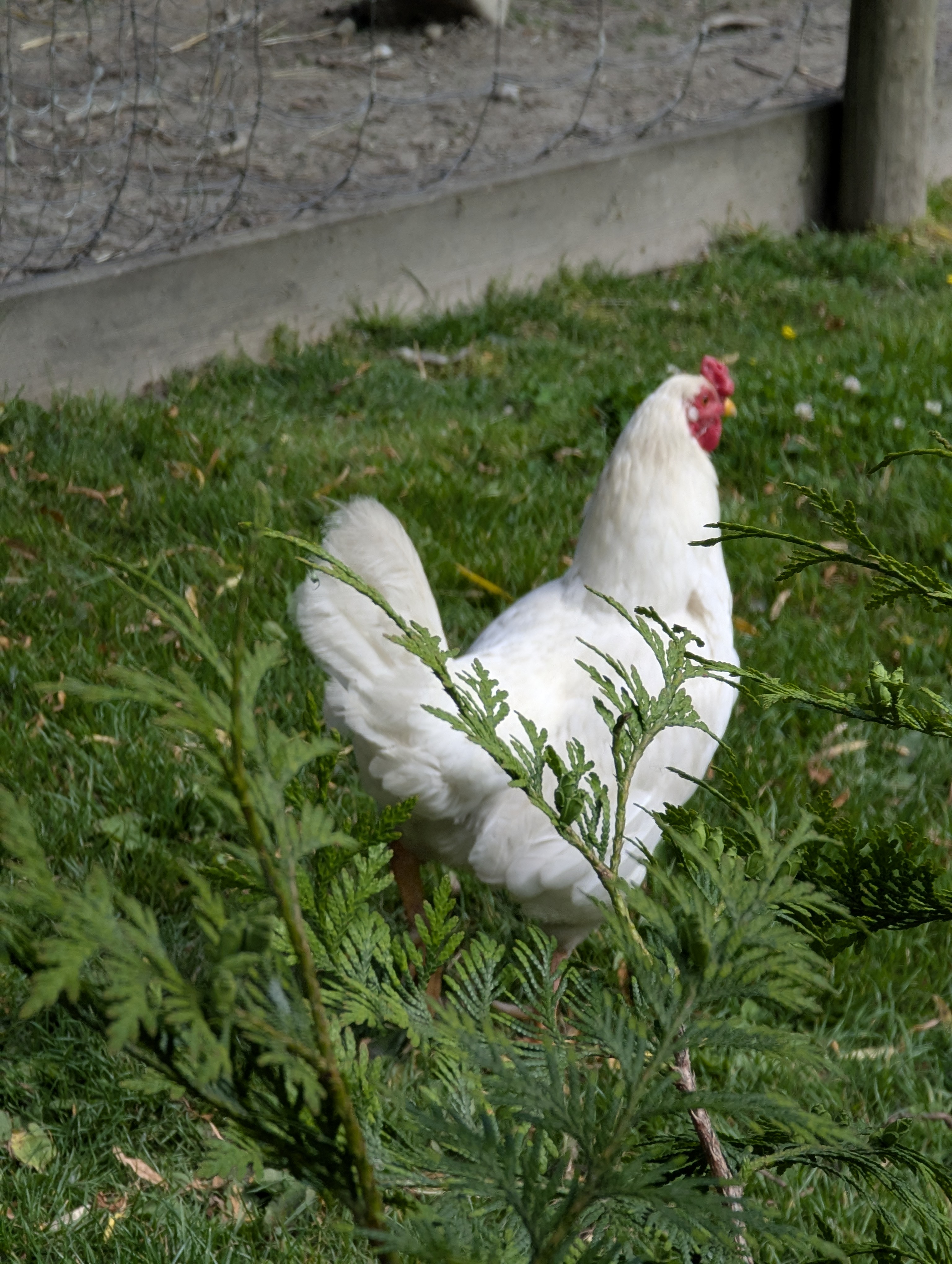 Birthday Trip to Canada, Country Vines Winery, Richmond, British Columbia